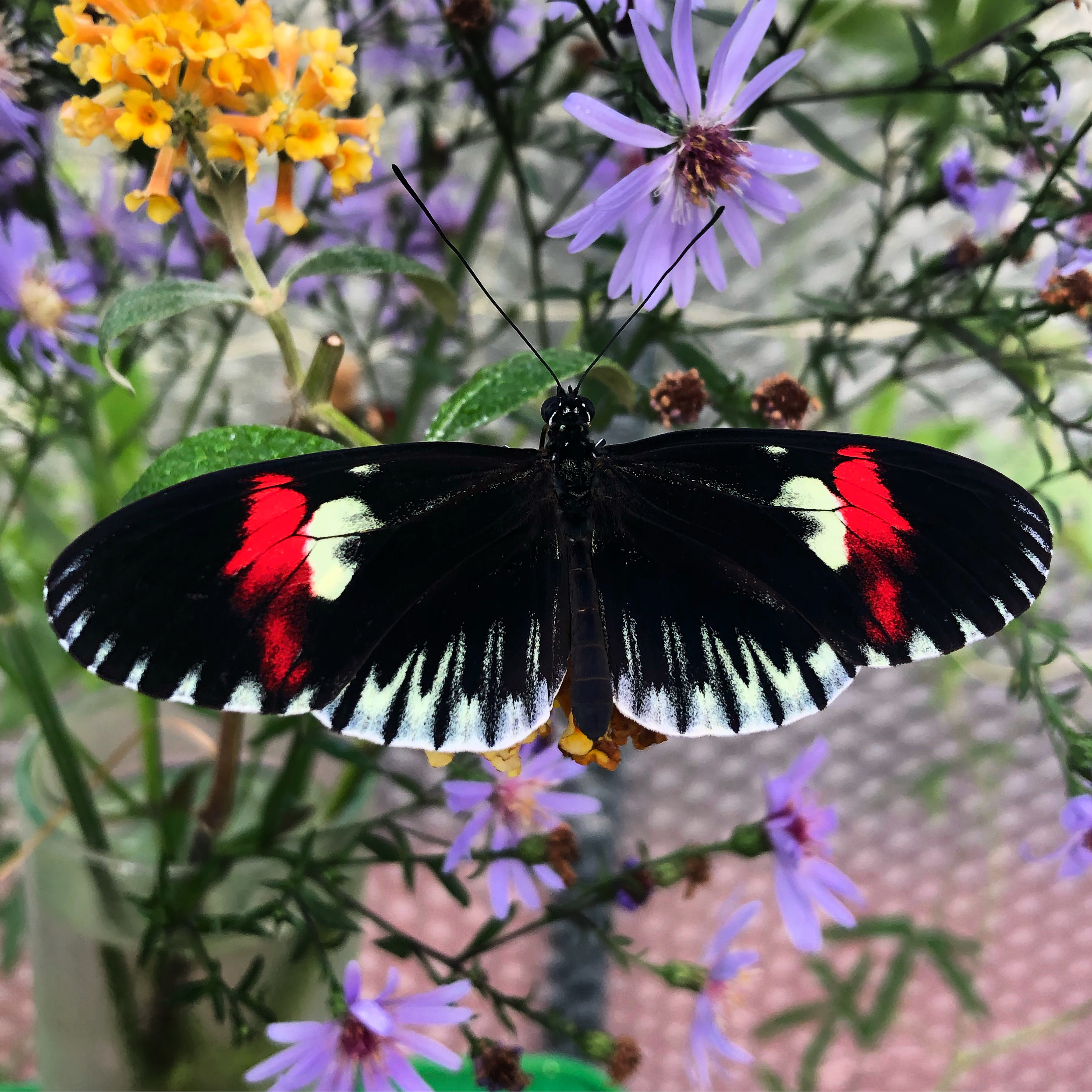 Why are these butterflies important for human aging research? Why are these butterflies important for human aging research?